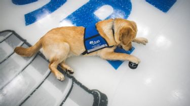 St. Louis Blues Puppy Practices With Team, Most Adorable Skate Ever!!!