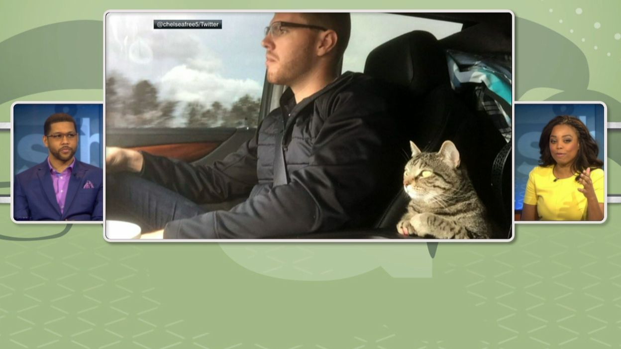 Freeman Cat How did Freeman's cat survive the trip to spring training? - ESPN Video