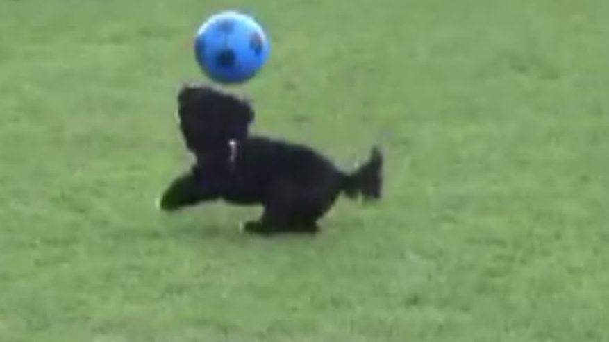 Ronaldog shows off crazy soccer moves - ESPN Video