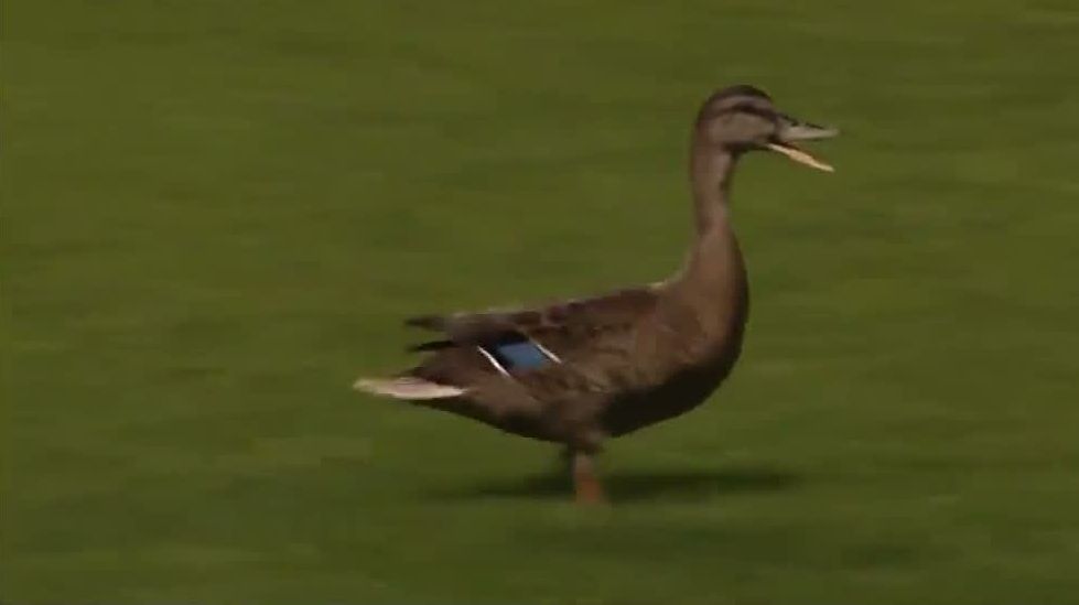 Soccer match briefly delayed by a duck ESPN Video