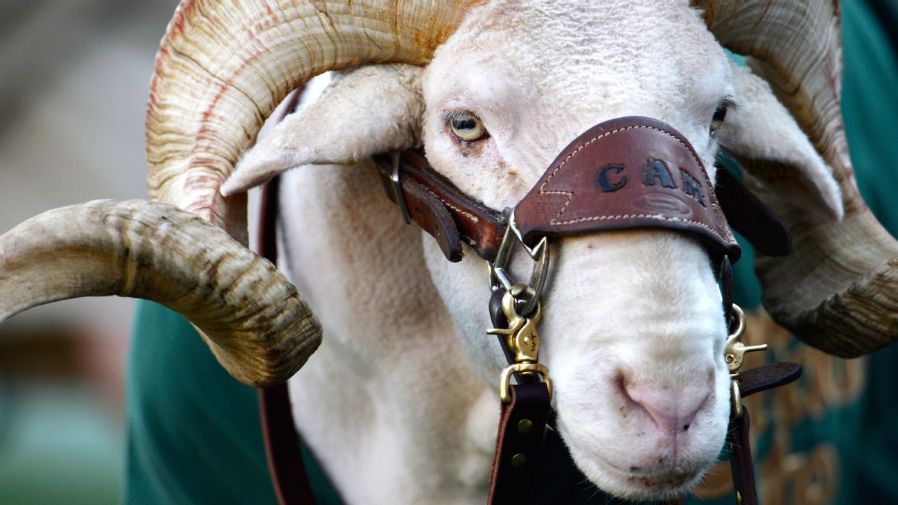 Colorado State Rams' mascot 'CAM the Ram' dies before rivalry game - ESPN