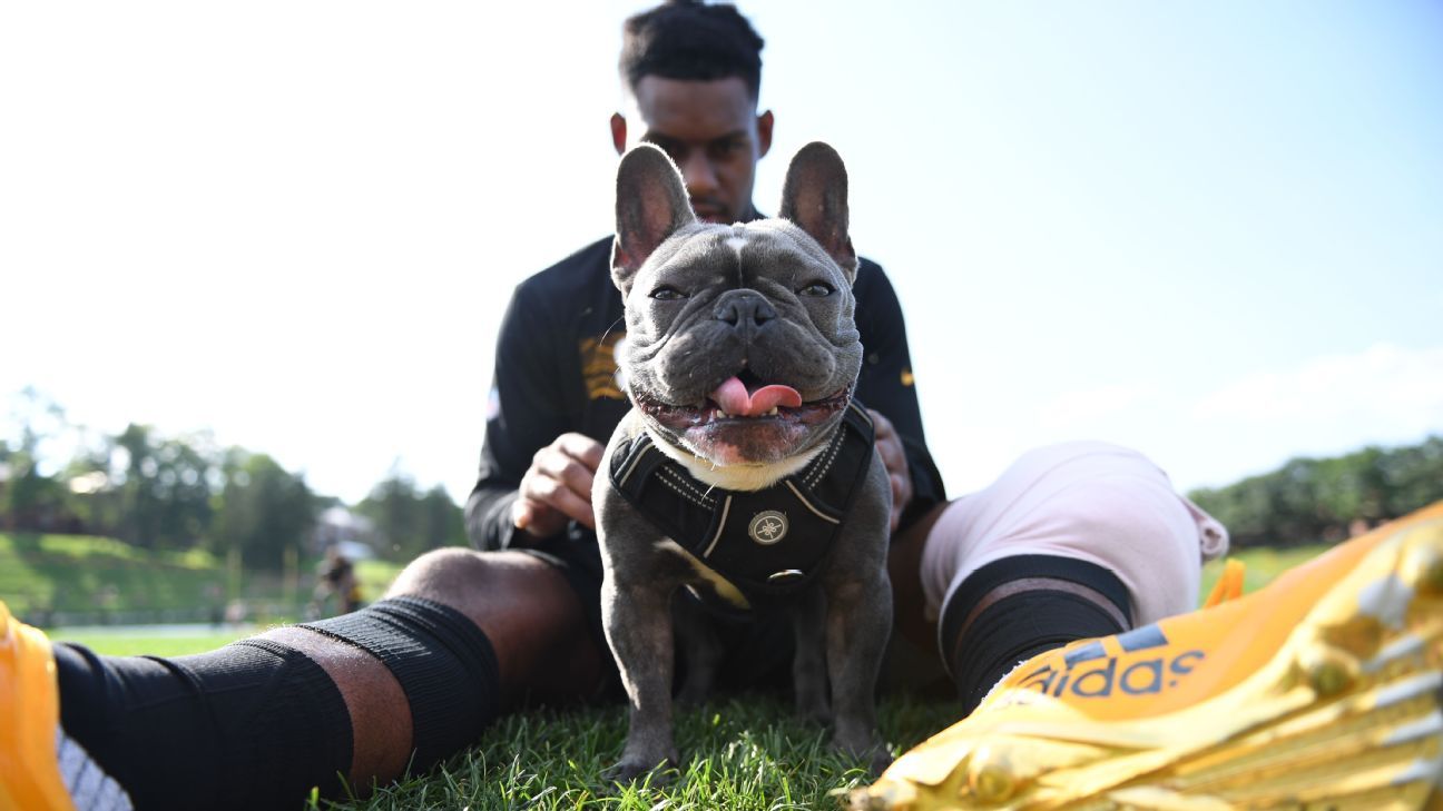 Cleveland Browns on X: Who Let the Dawgs Out! #NationalDogDay 