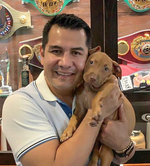 pitbulls y peleadores como un campeon