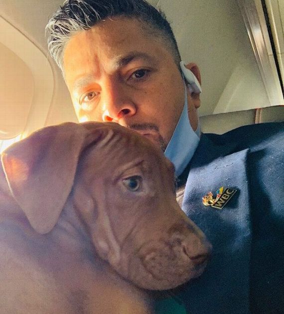 pitbulls y peleadores como un campeon