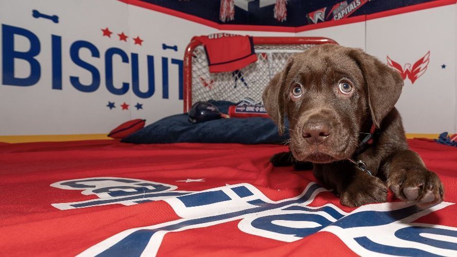 Meet Biscuit, the Washington Capitals' new service dog in training