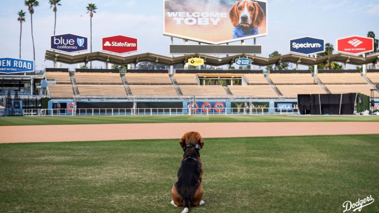 Los Angeles Dodgers celebrate TikTok dog Toby with 'Very Important Pup' experien..
