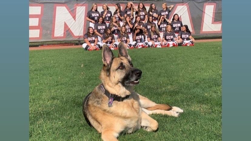 ‘We all love dogs’: Central Missouri softball, baseball dog coaches are a hit