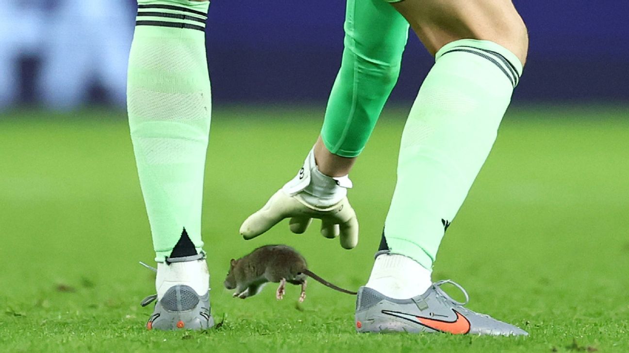 Courtois persigue rata en partido Gales vs. Bélgica: Mundial en juego 3 Courtois persigue rata en partido Gales vs. Bélgica: Mundial en juego
