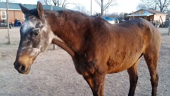 Prospect Point may be oldest living thoroughbred