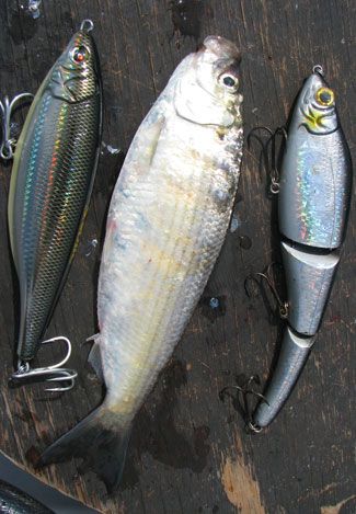 Bass Fishing the Spring Herring Spawn - Coastal Angler & The Angler Magazine